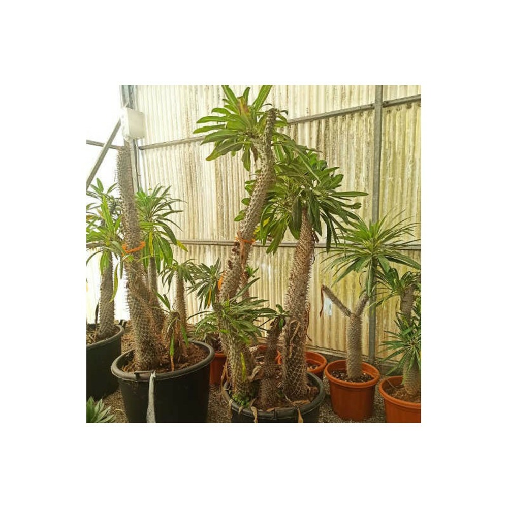 Pachypodium lamerei (palmier de madagascar) taille pot de 110l 200/250cm