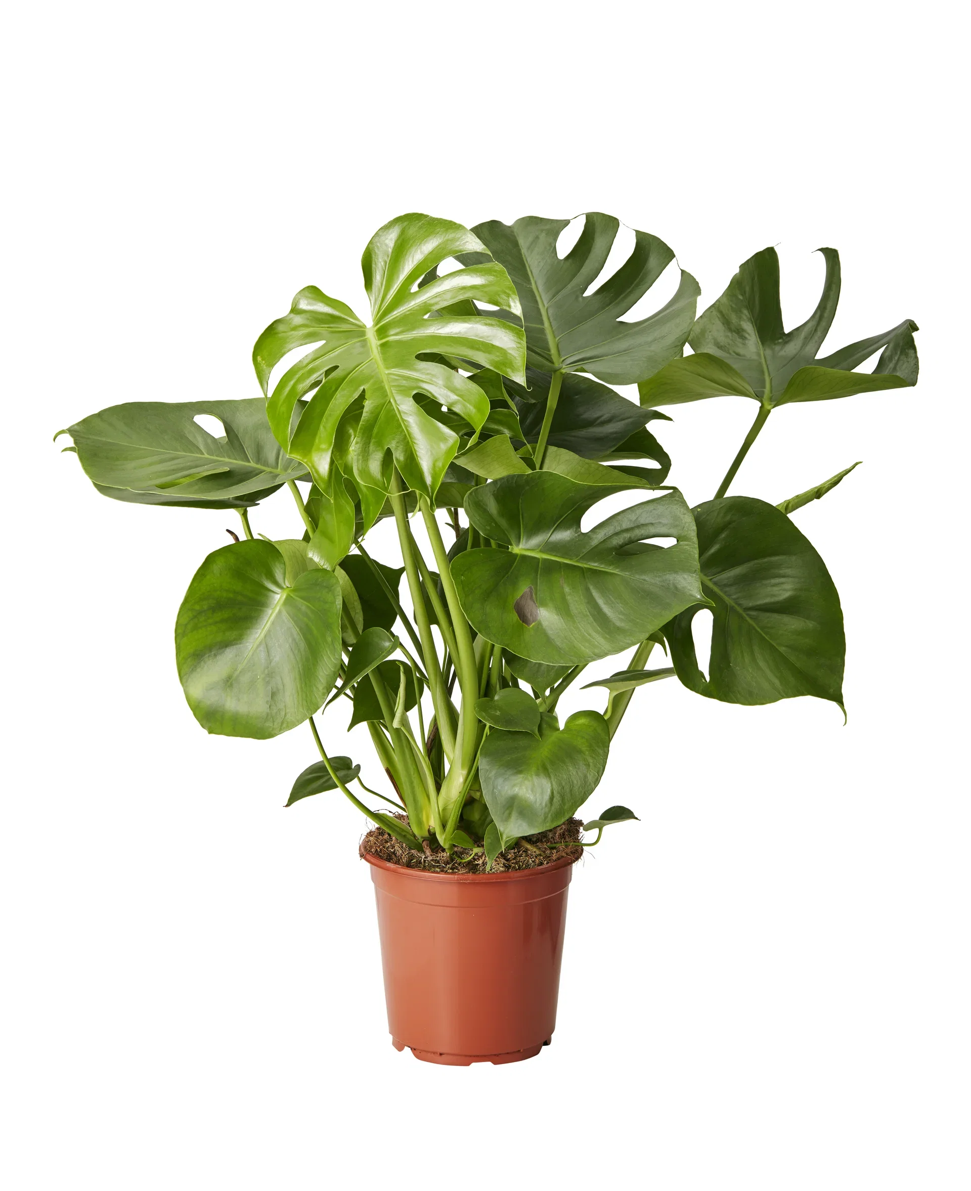 Monstera deliciosa Monstera Høyde 70 cm