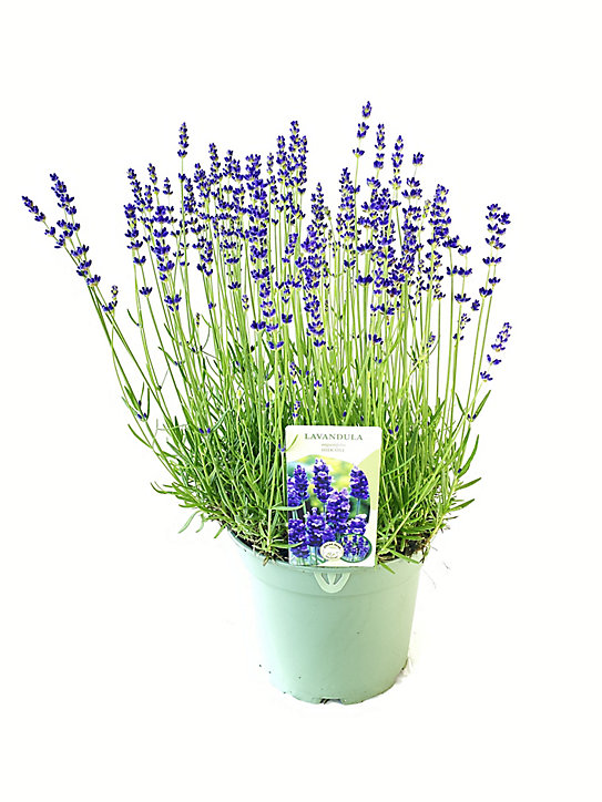Lavande Angustifolia Hidcote 2L