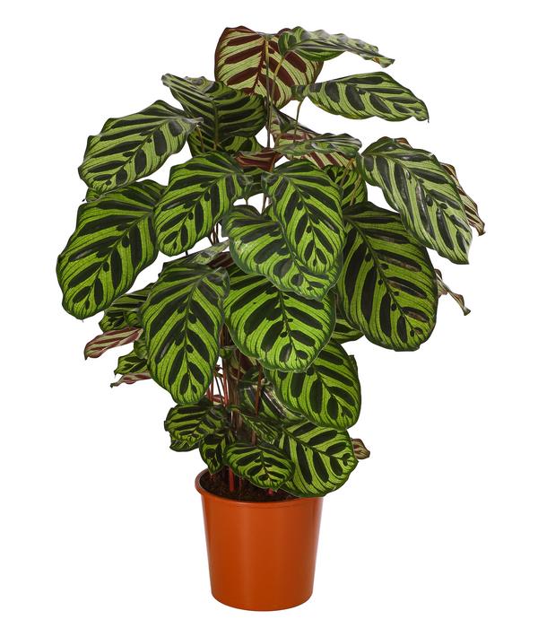 Korbmarante - Calathea makoyana
