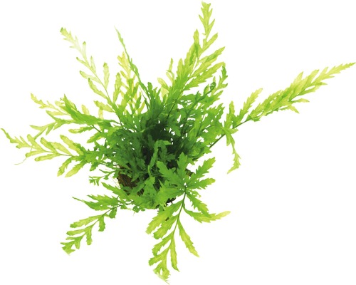 Congo water fern - Bolbitis heudelotii