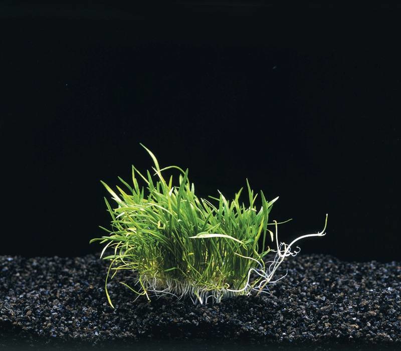 Waterplant Lileaopsis novae- zelandiae op matje