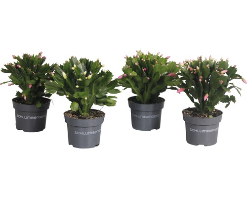 Kerstcactus FloraSelf Schlumbergera truncata H ca. 15-20 cm Ø 11 cm pot