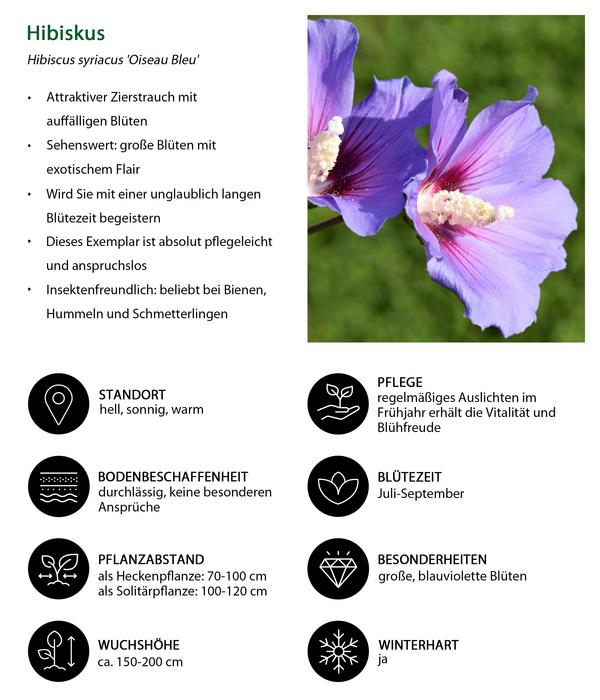 Blütenhecke Princess, 4-teilig