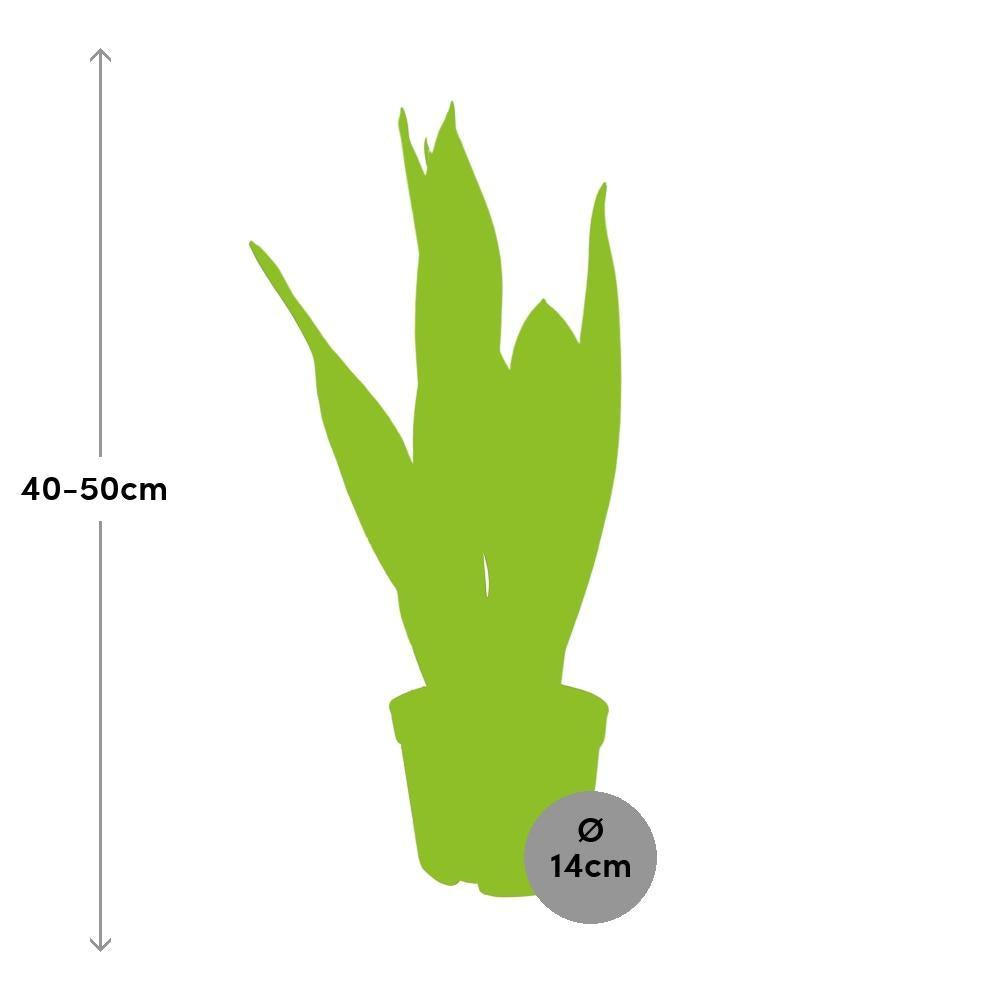 Plante d'intérieur - sansevieria black superba 45.0cm