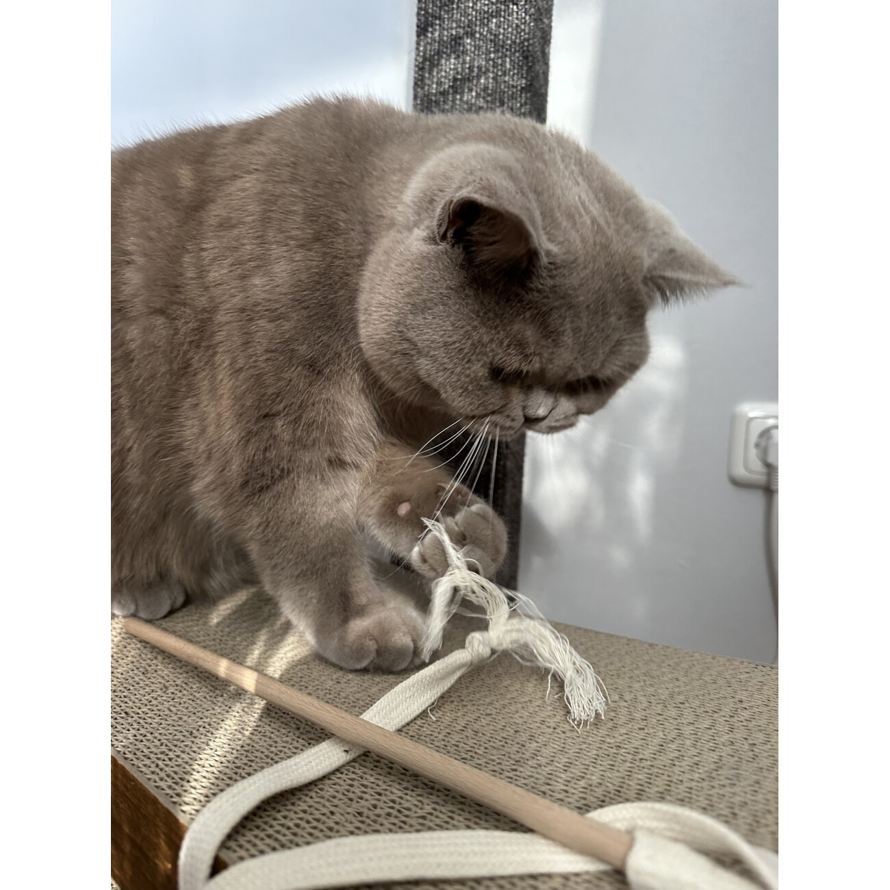 Kater Kasimir RANGELANGEL - Die natürliche Spielangel für Katzen aus Buchenholz mit Baumwollband (weiss)