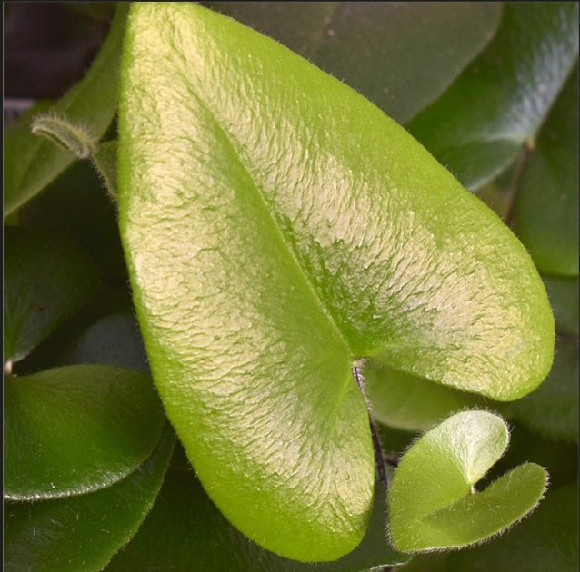 Hartjesvaren (Hemionitis arifolia) D 7 H 10 cm
