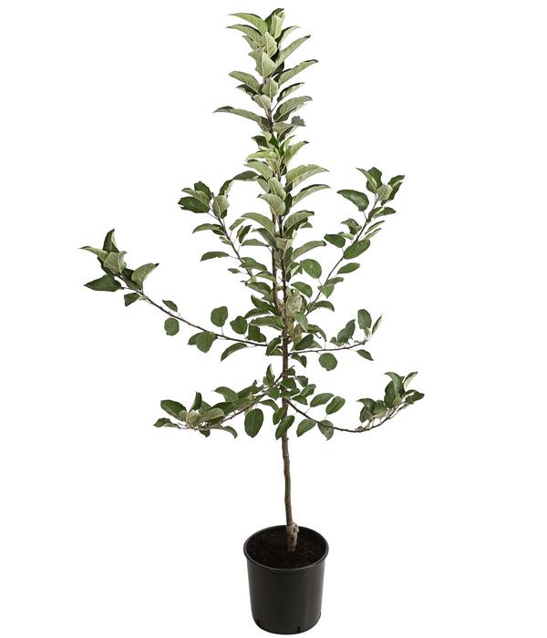 Winterapfel 'Ecolette' (S)