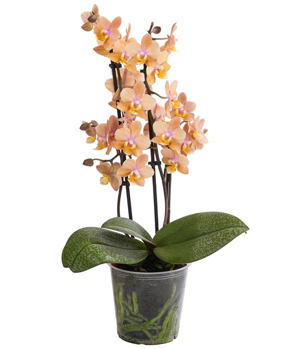 Schmetterlingsorchidee - Phalaenopsis