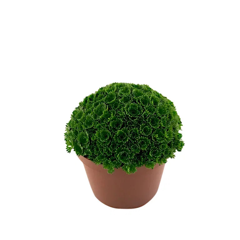 Saxifraga x arendsii Hagesildre miks Ø12 cm