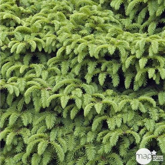 Picea abies Nidiformis, H : 30/40 cm ctr 4L