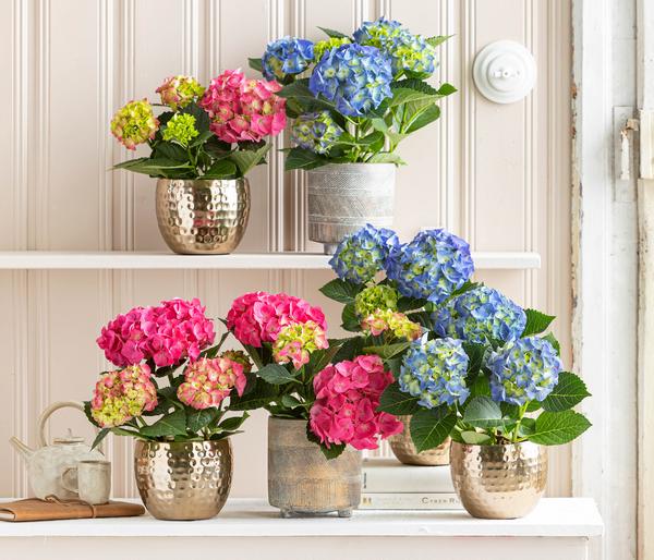 Midi Hortensie - Hydrangea macrophylla,
