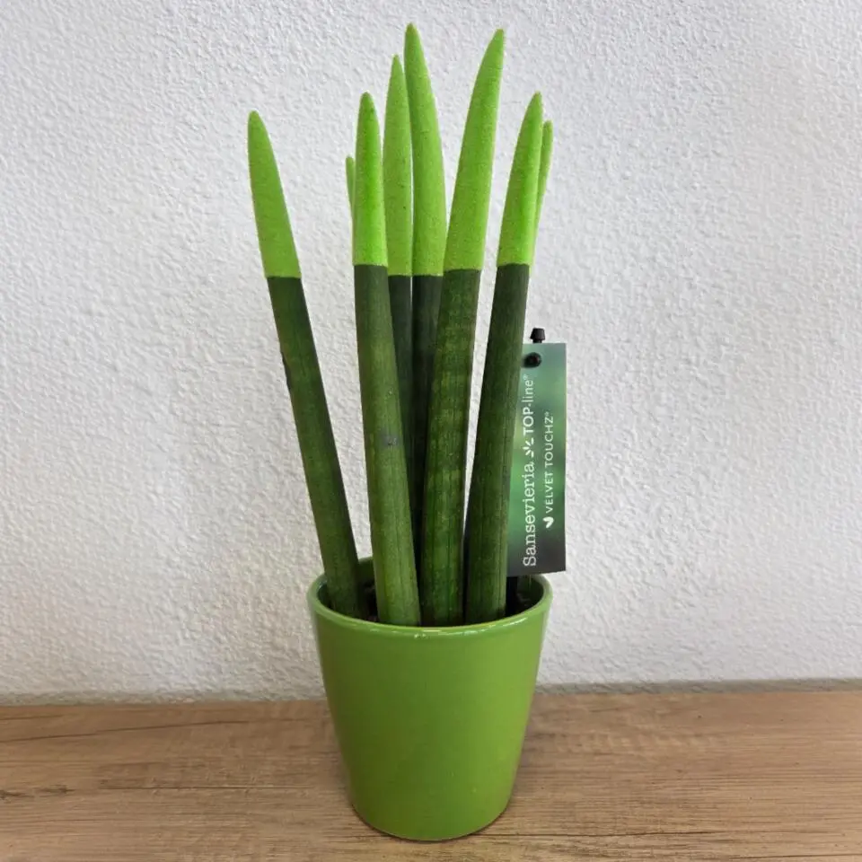 Afrikaanse Speerplant - Sansevieria cylindrica - Hoogte 20-40cm - Pot 9cm