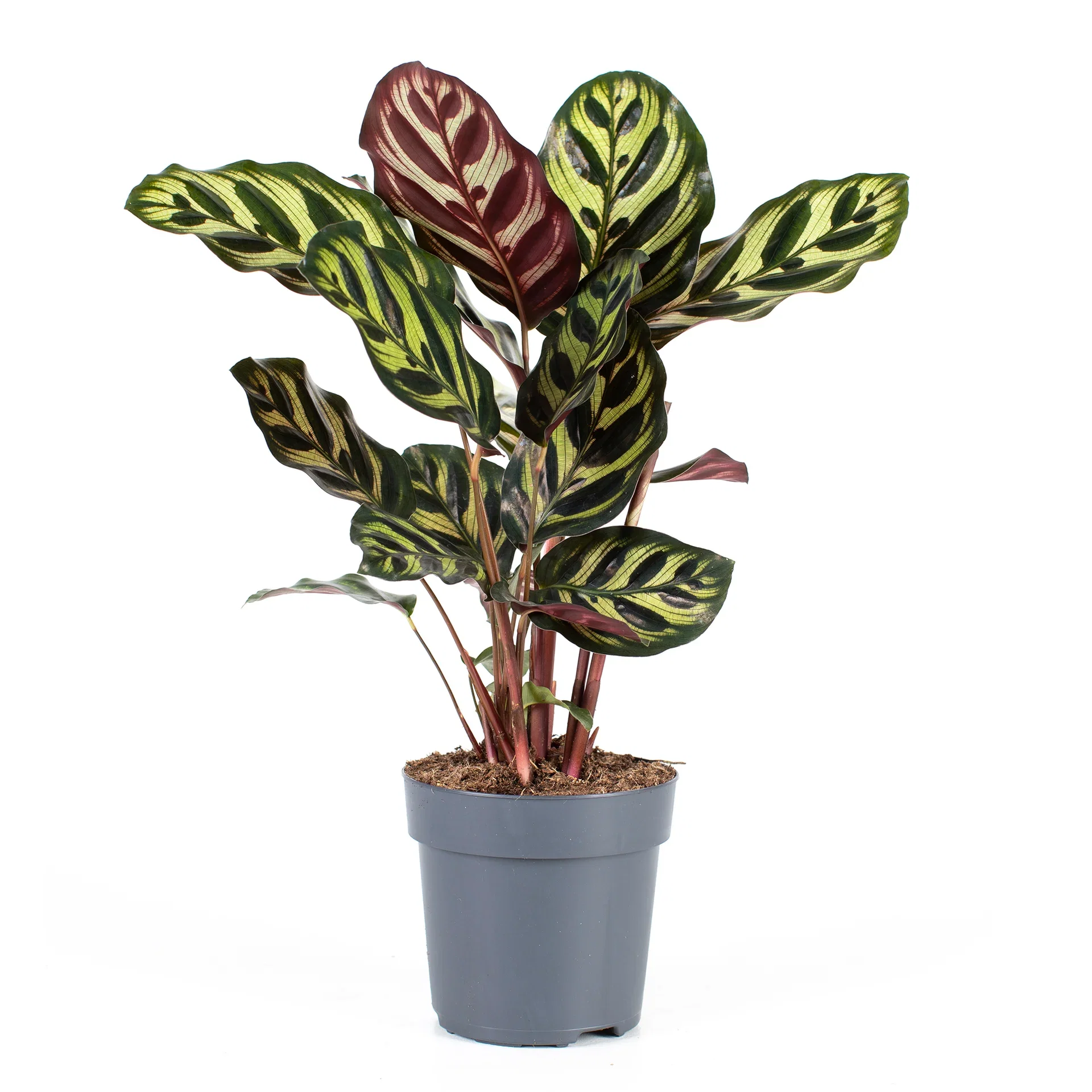 Goeppertia makoyana Calathea 'Makoyana' Høyde 30 cm