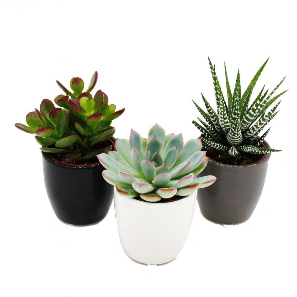 Lot de 3 plantes succulentes dans une jardinière - noir blanc gris - environ 7-10cm de haut