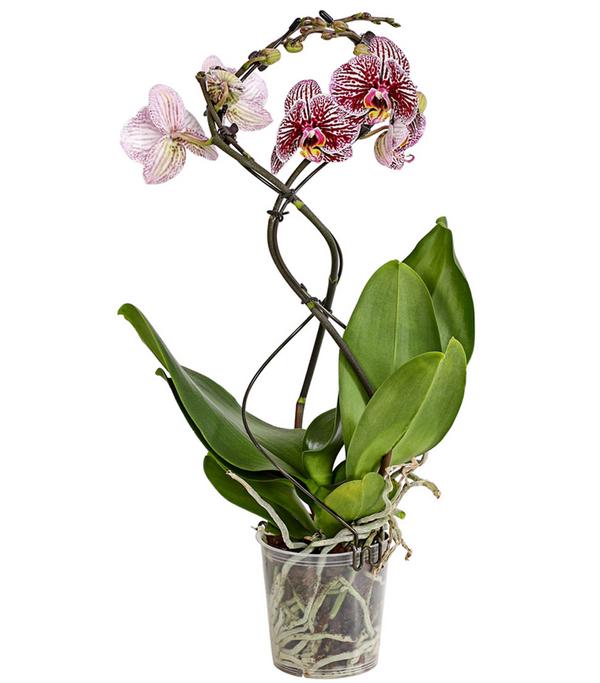 Schmetterlingsorchidee - Phalaenopsis