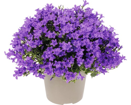 Bellflower FloraSelf Campanula portenschlagiana 'Intens Purple' Ø 12 cm pot