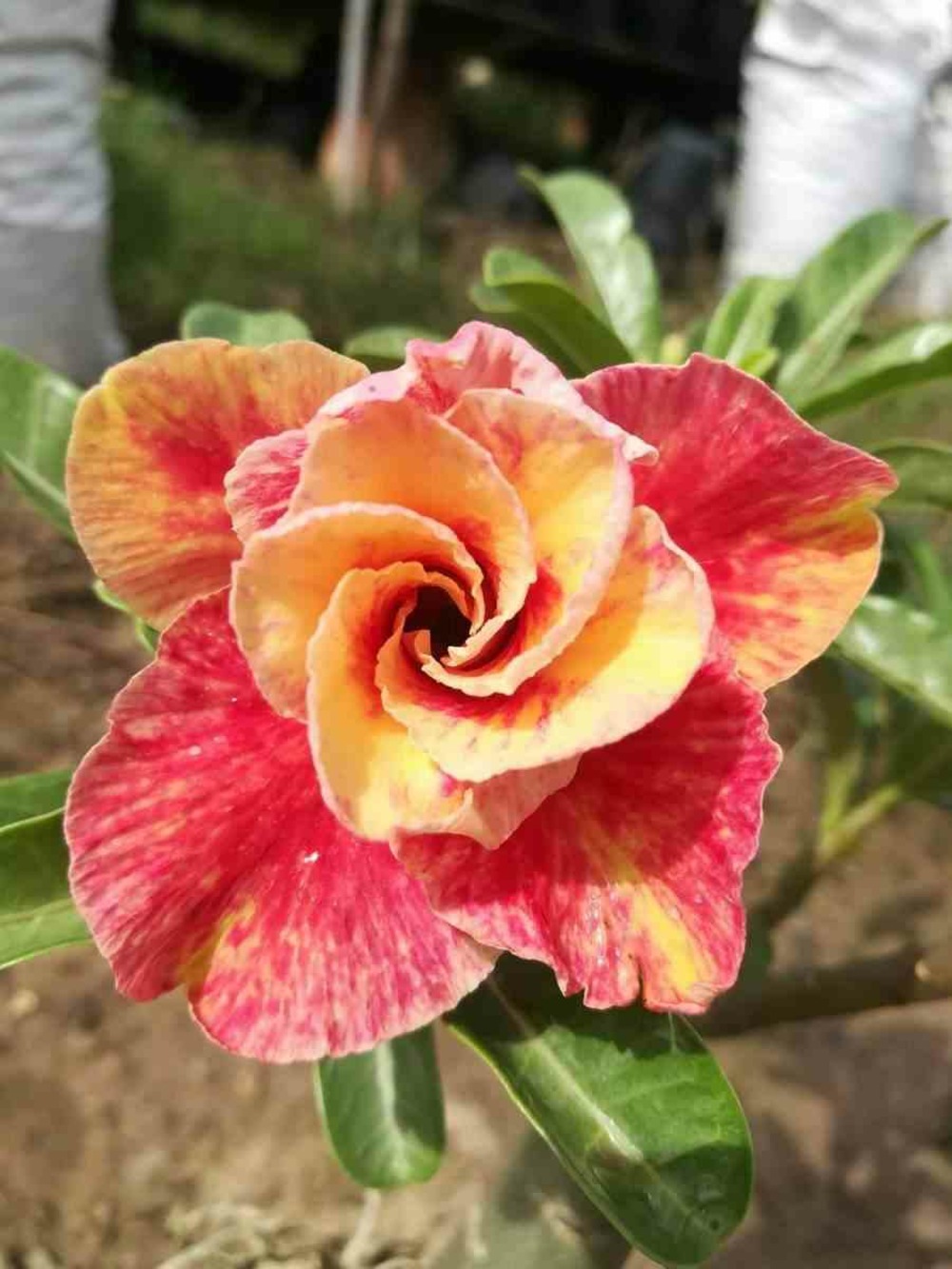 Adenium obesum cv.mannakan orange - taille caudex d'environ 150g
