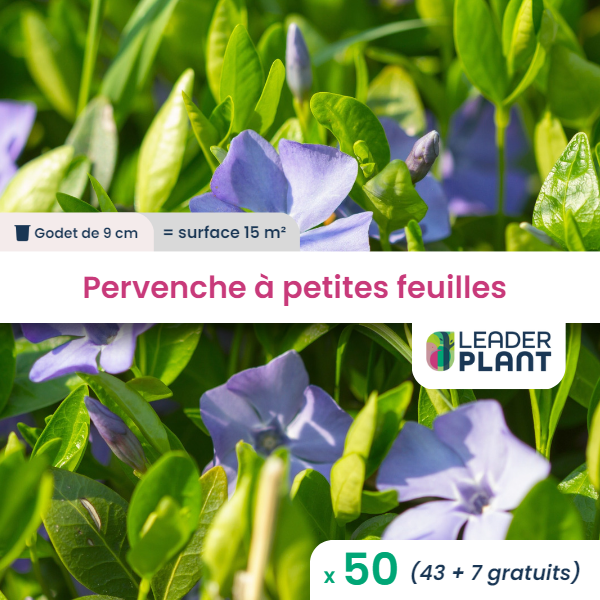 50 x pervenche à petite feuille en godet