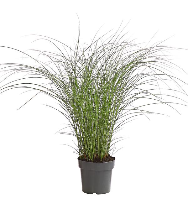 Chinaschilf 'Gracillimus'