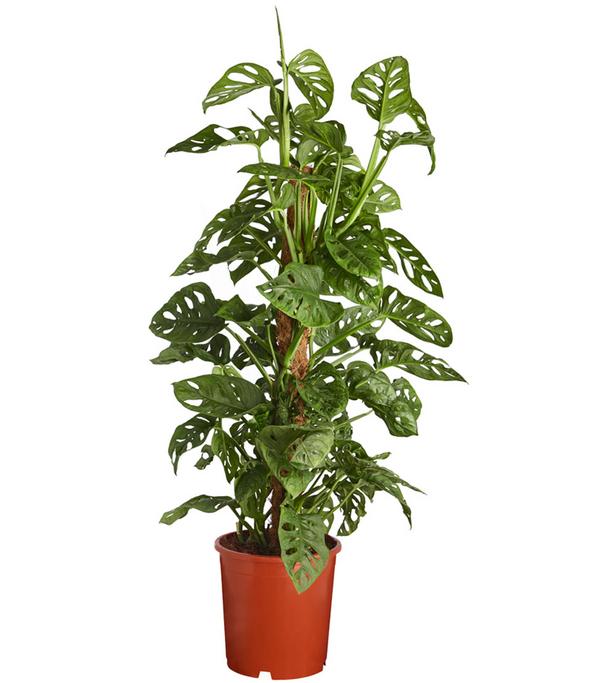 Fensterblatt - Monstera adansonii