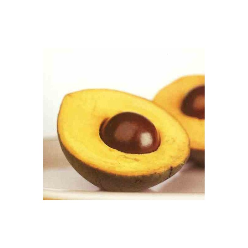 Pouteria obovata (lucuma, lucumo, fruit-oeuf) taille pot de 9 litres - 80/100 cm