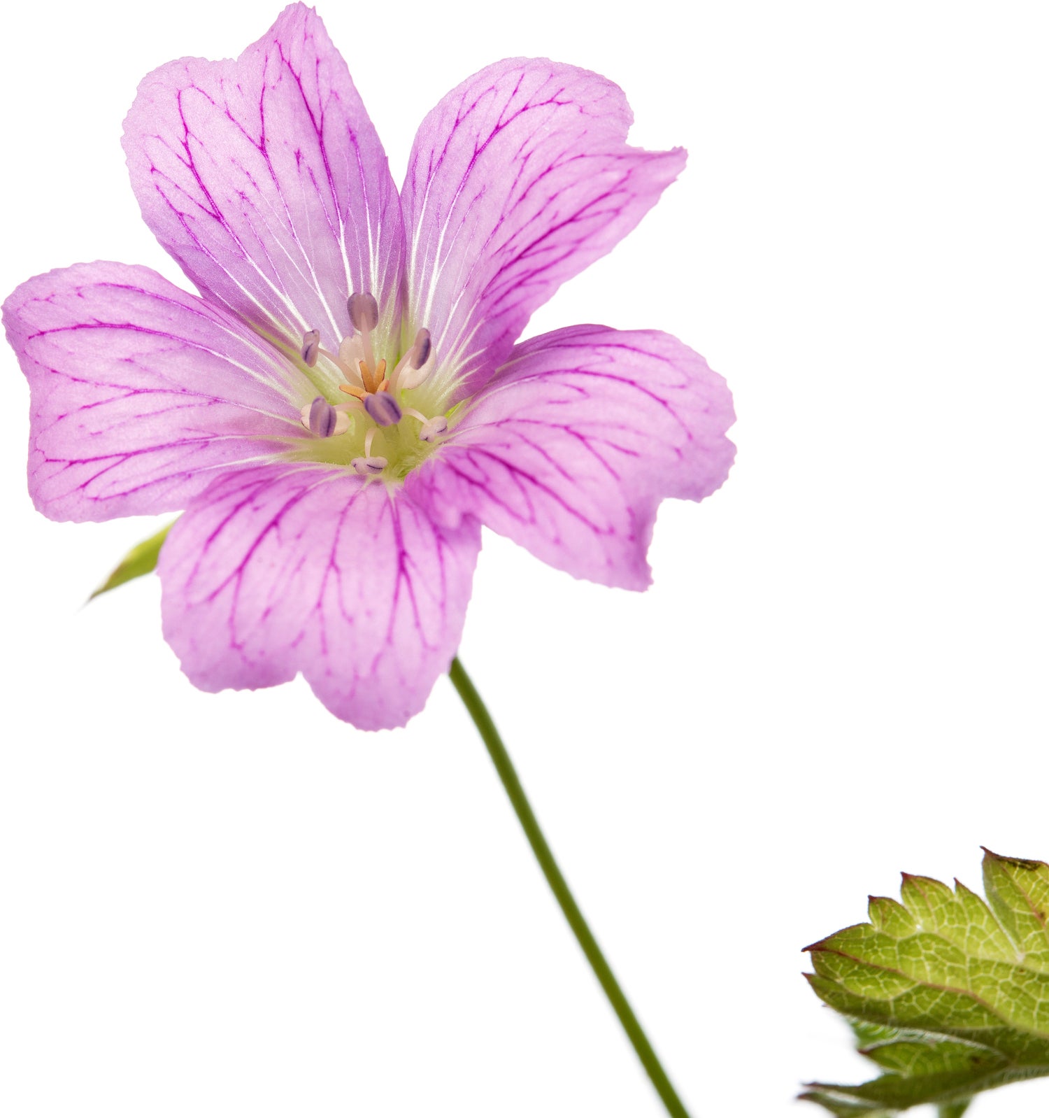 Ooievaarsbek (Geranium oxonianum 'Claridge Druce') D 11 H 10 cm