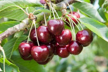 Biologische Zoete Kers (Prunus avium 'Sunburst') D 26 H 150 cm