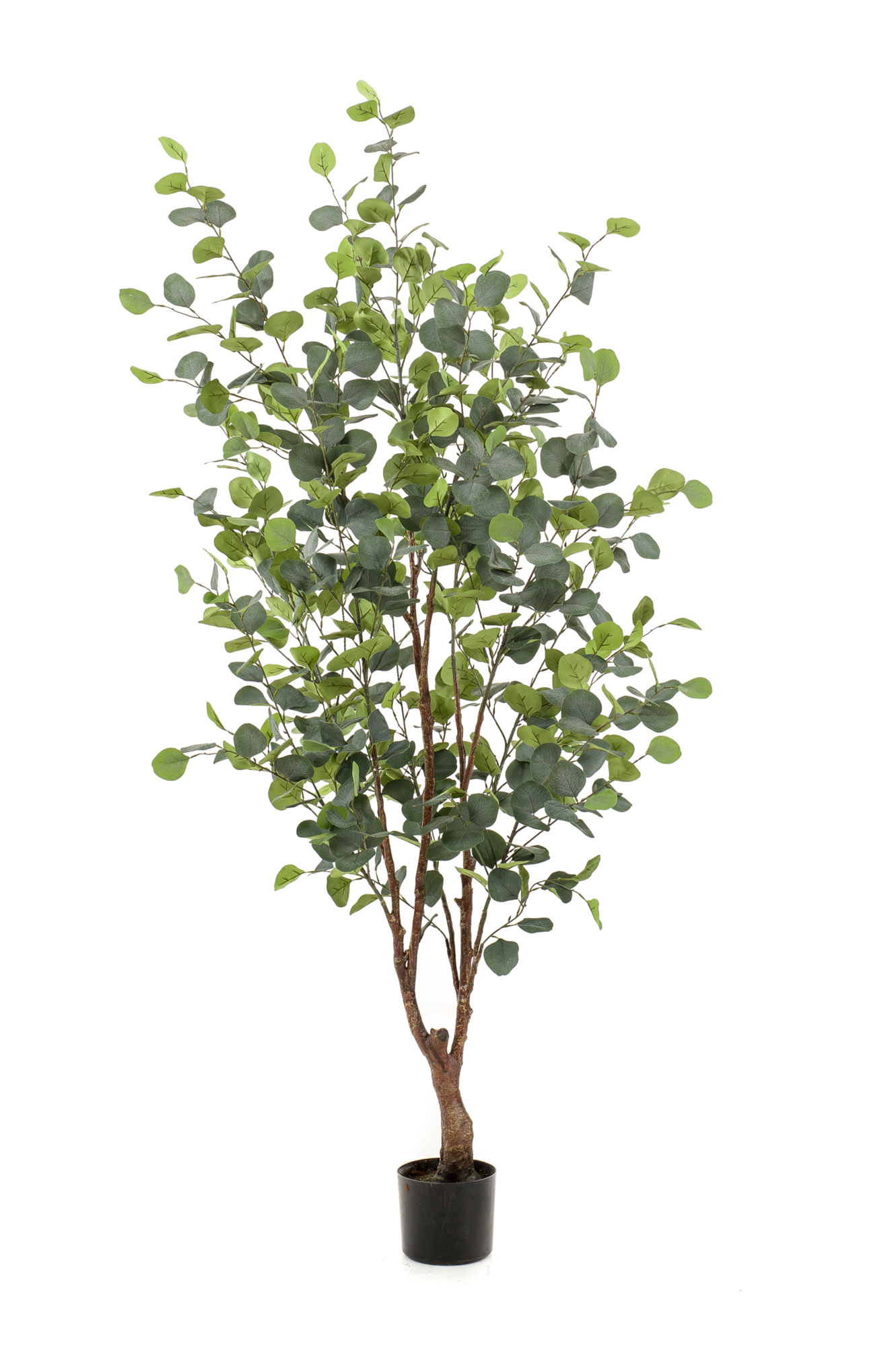 Eucalyptus tree