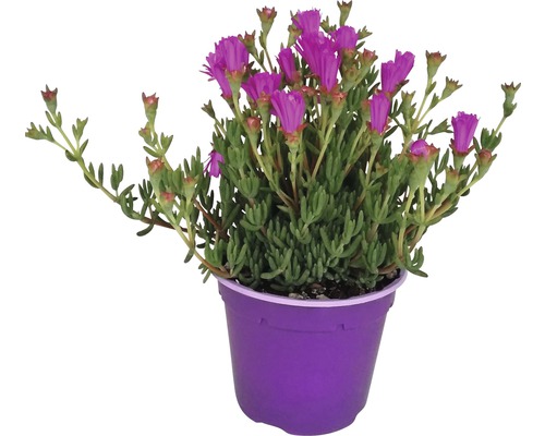 IJsplant FloraSelf Mesembryanthemum Ø 14 cm pot