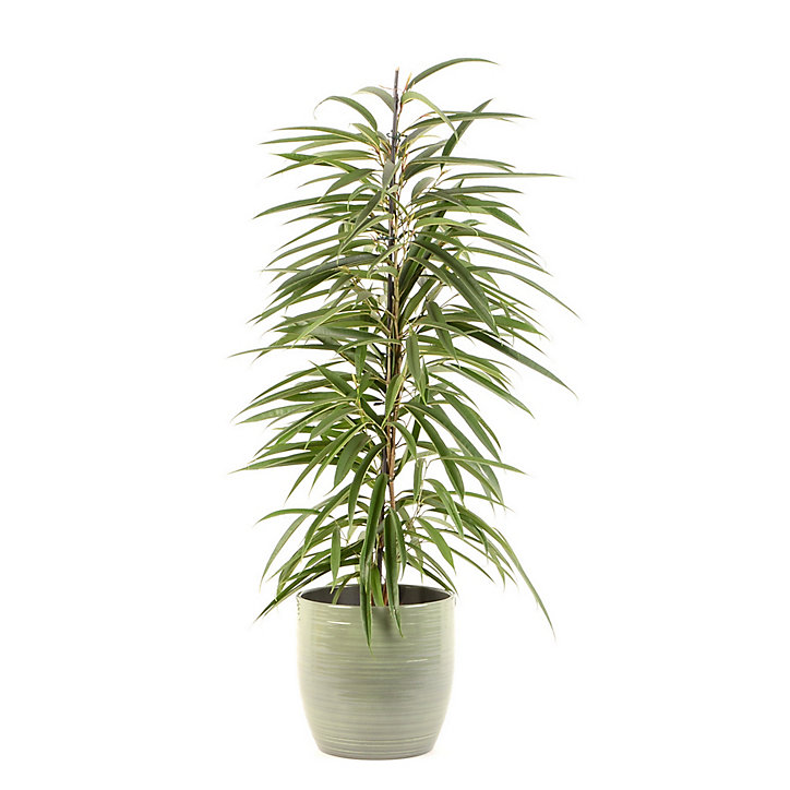 Ficus BA 21cm avec cache pot rayures vertes