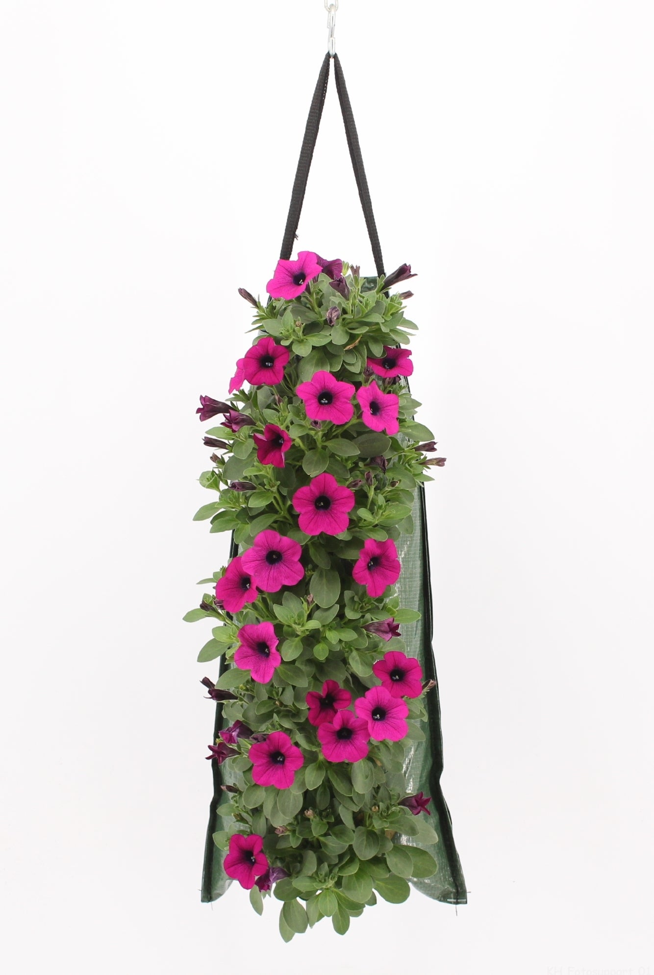 Wandhanger met Petunia (Petunia) roze H 50 cm