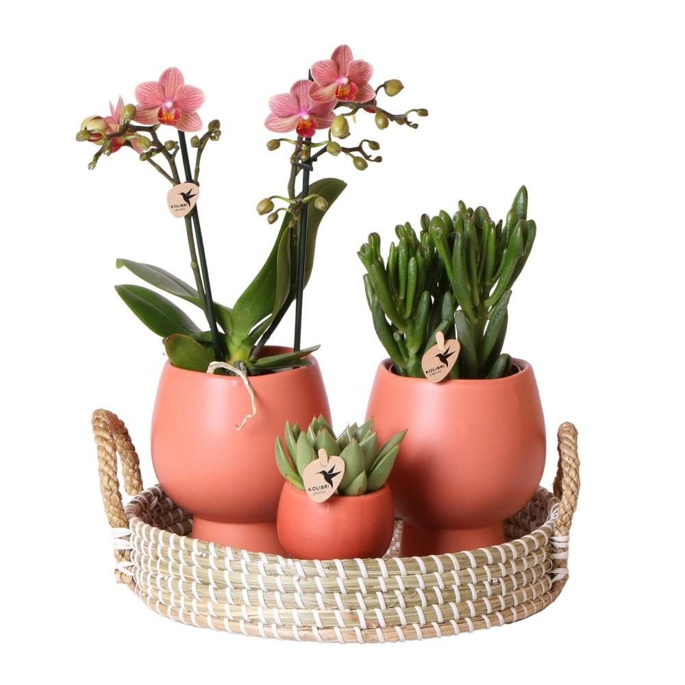 Colibri - ensemble de plantes scandic terracotta - ensemble de plantes vertes avec orchidée phalaenopsis orange