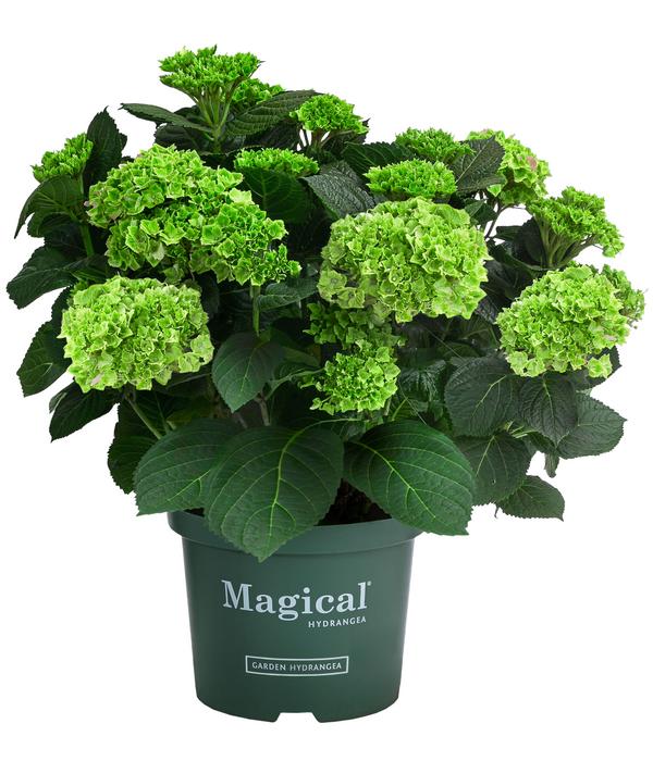 Hortensie 'Magical Jewel'