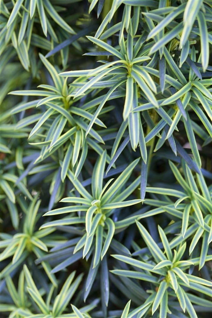 Taxus baccata 'Fastigiata Aureomarginata' 180-200 cm - Säuleneibe, goldgelb gerandete Nadeln, immergrün, ideal für Hecken und Solitärpflanzungen, winterhart