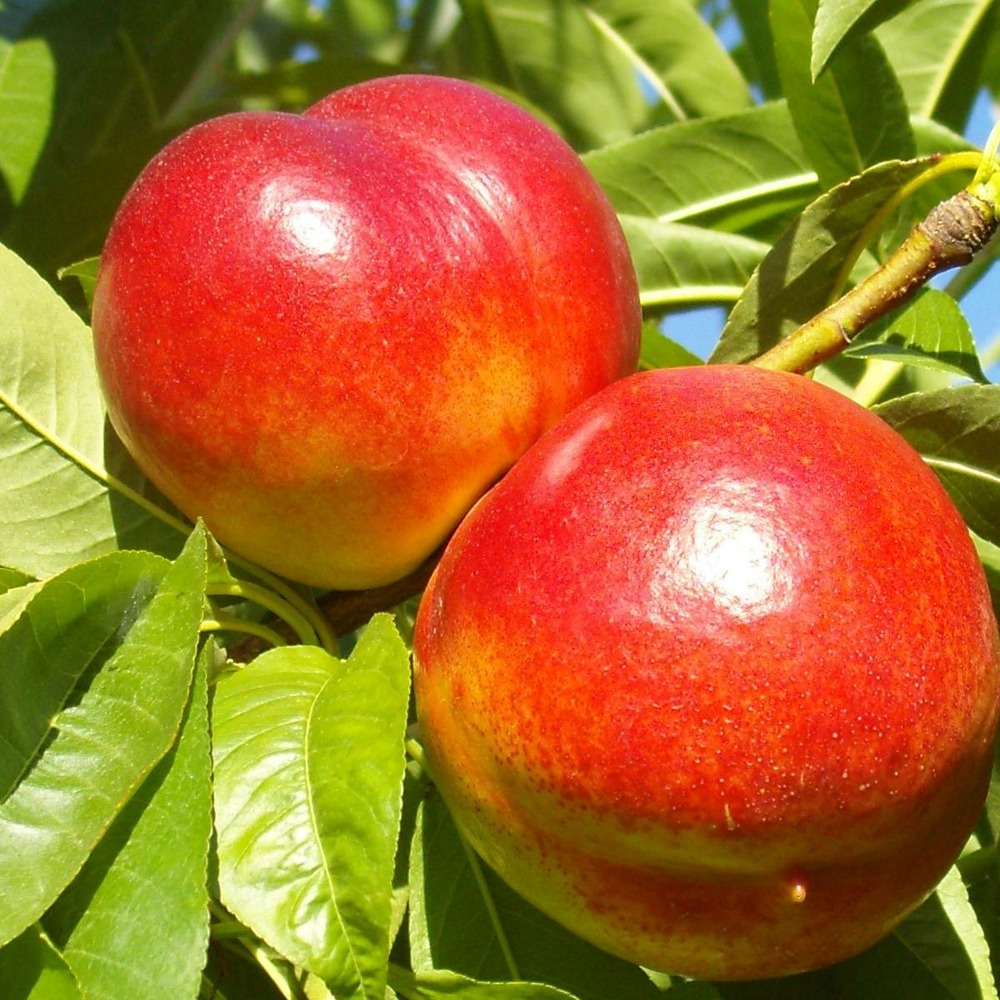 Brugnon persica fantasia/prunus persica 'fantasia'[-]pot de 10l - gobelet 2 ans