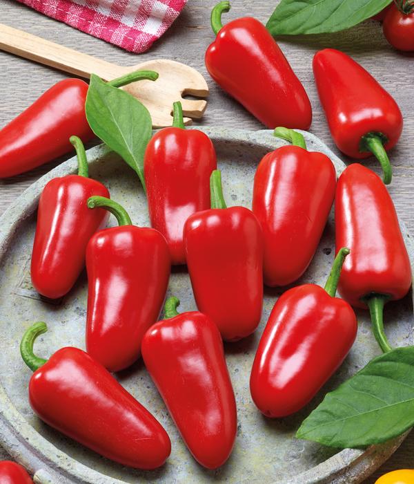 Dehner Premium Samen Mini-Paprika 'Snacking