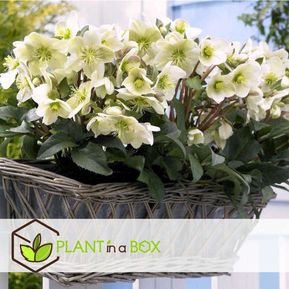 Helleborus mont blanc - set de 6 - jardin - pot 12cm - hauteur 20-30cm