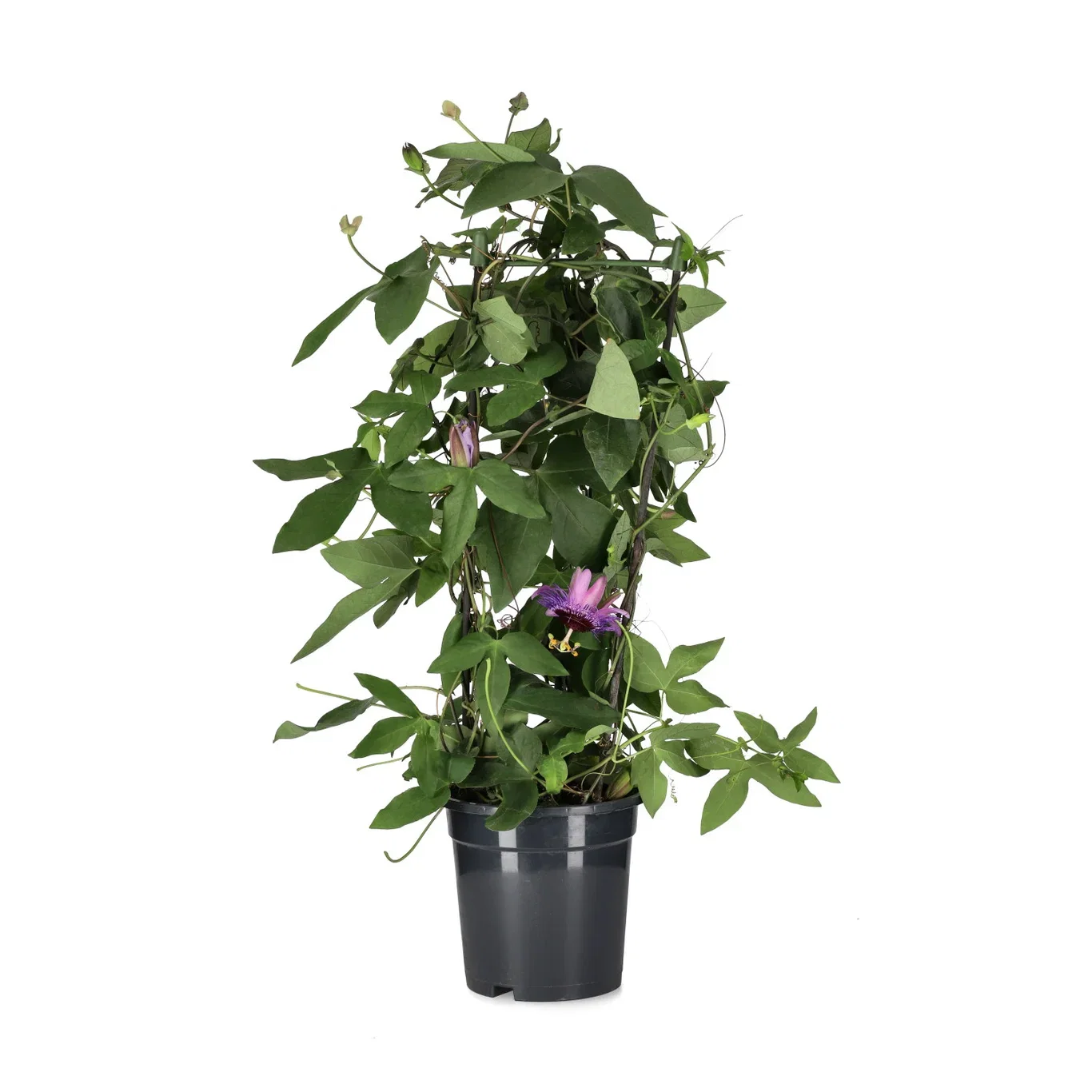 Passiflora pyramid 17 cm Pasjonsblomst Ø17 cm