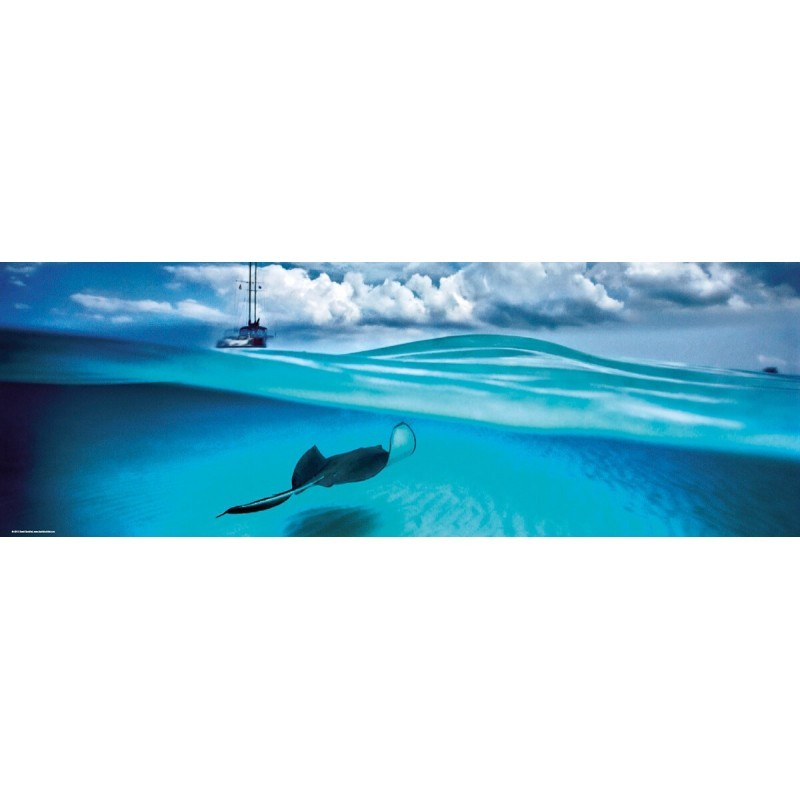 Puzzle 1000 pièces Stingray