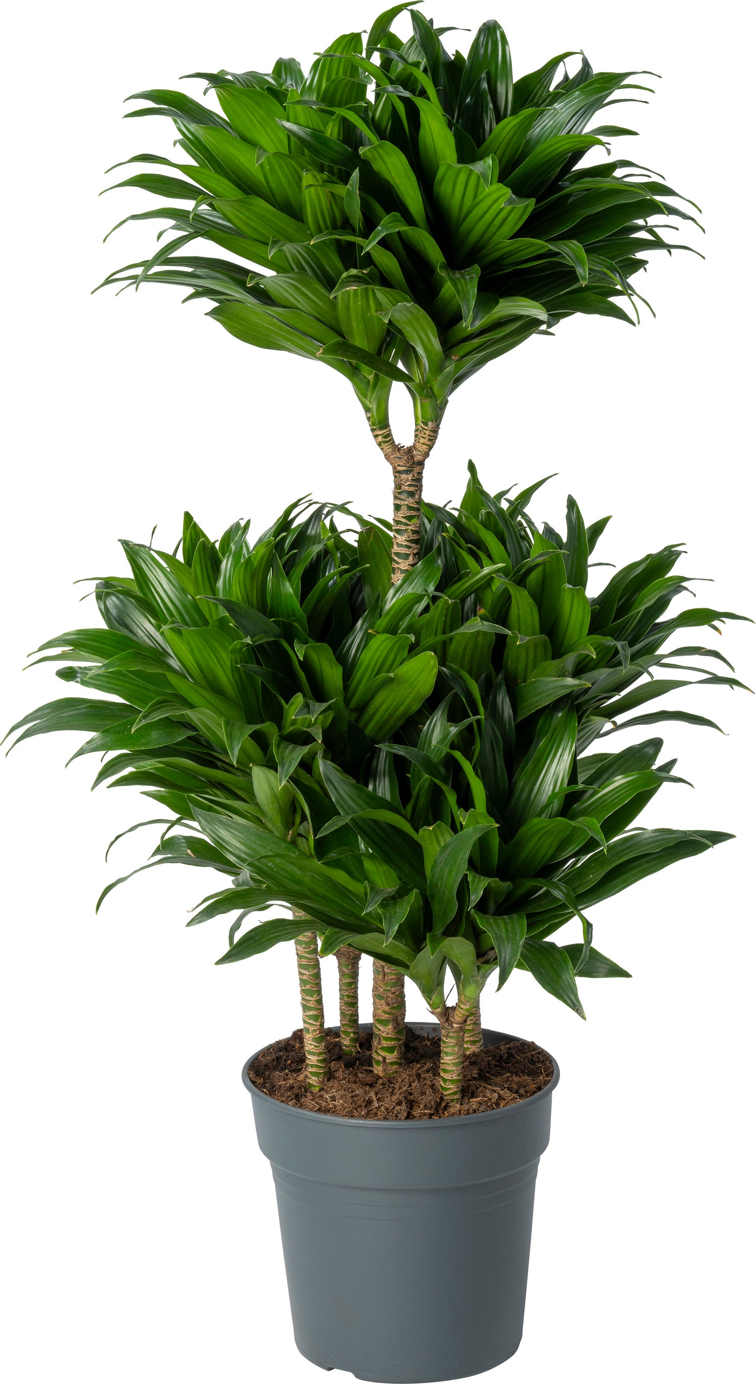 Drakenbloedboom (Dracaena fragrans 'Compacta') D 24 H 100 cm