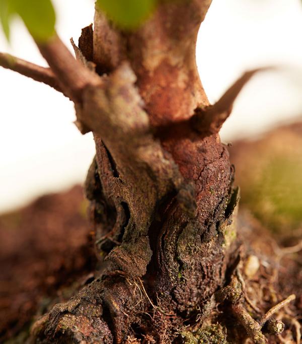 Bonsai mit Buddha, verschiedene Sorten