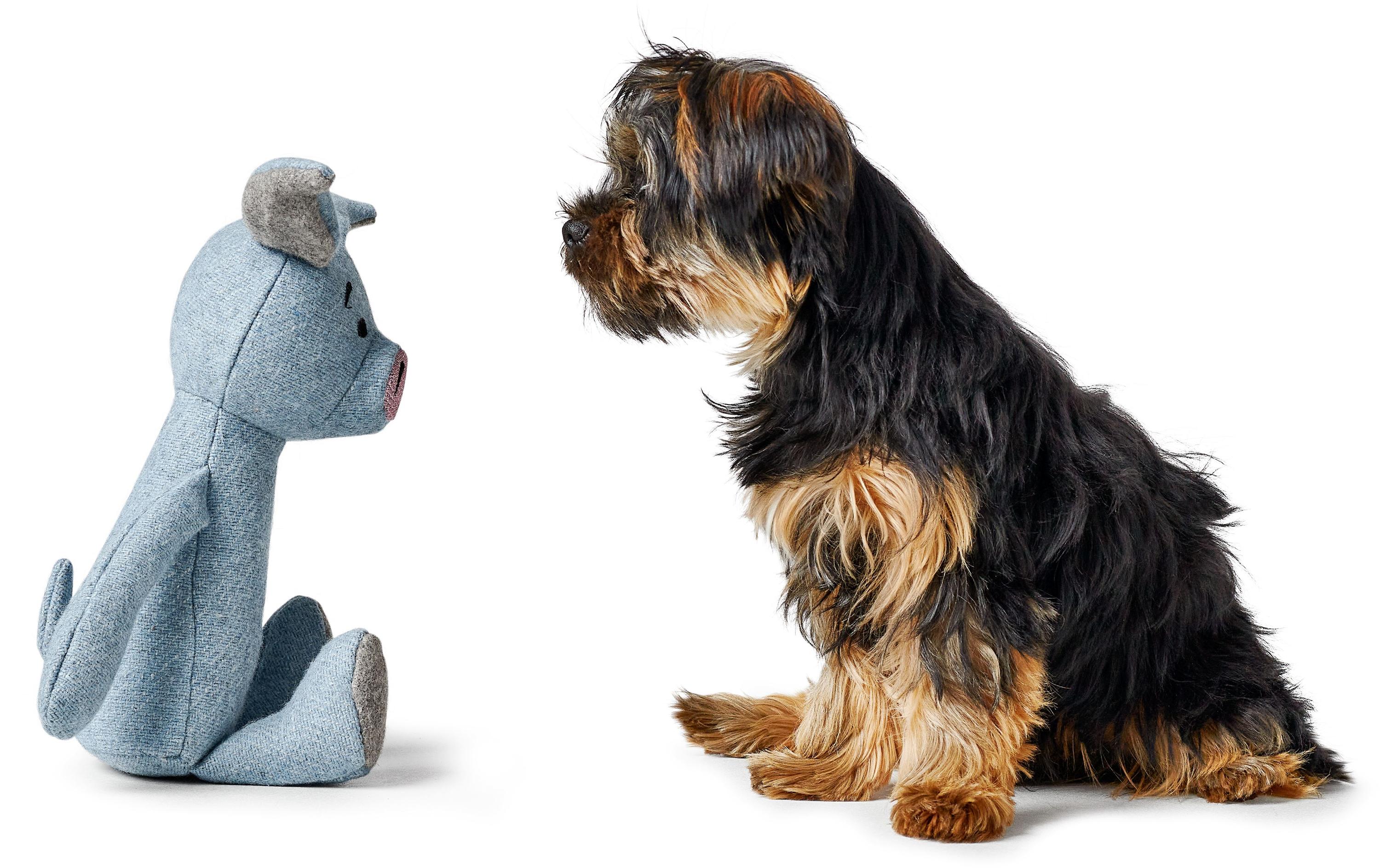 Hunde-Spielzeug Marle Schwein, 35 cm, BlauHundespielzeug