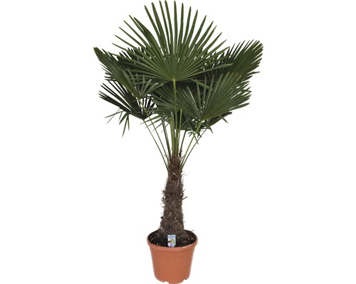 Henneppalm FloraSelf Trachycarpus fortunei Stamhoogte 50-60 cm Totale hoogte 120-140 cm Ø 40 cm Pot Pot Pot Verdicht