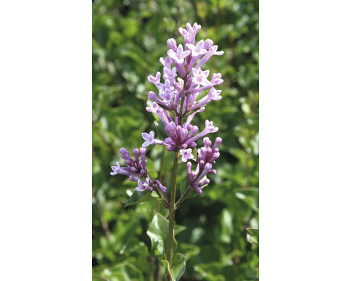 Dwerg geurende sering FloraSelf Syringa meyeri 'Palibin' H 60-80 cm Co 6 L