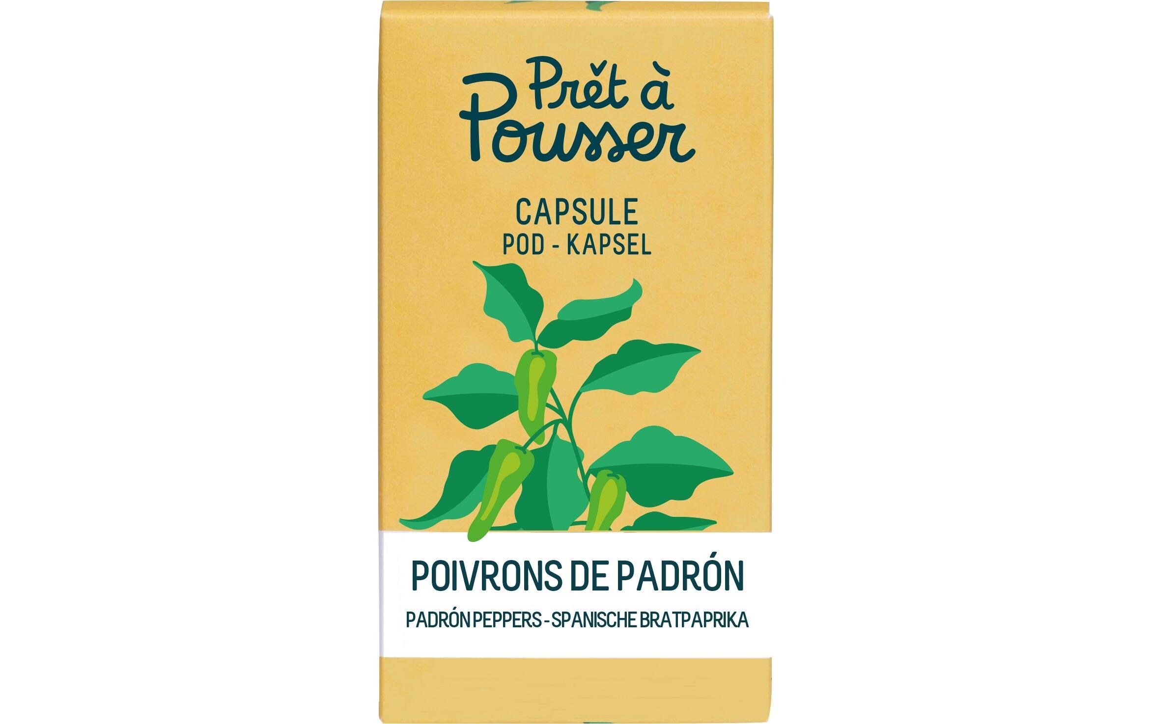 Samen Padron-PaprikaBiologische Samen in Kapsel