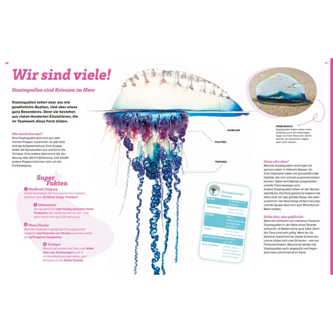 WAS IST WAS - Quallen - Alles nur Glibber?!