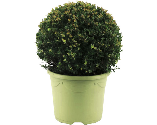 Bergilex Kugel FloraSelf Ilex crenata 'Caroline Upright' Diameter ca. 32 cm Co 12 L vrouwelijke variëteit