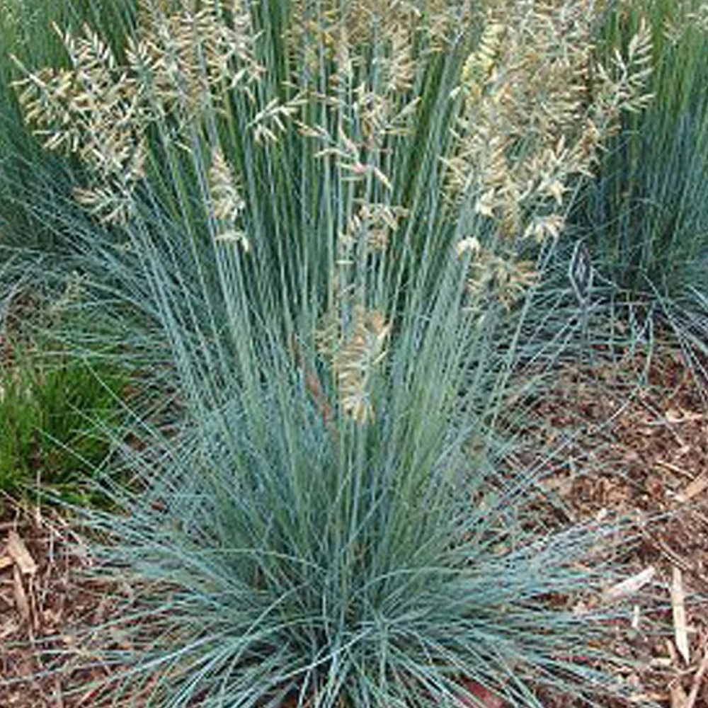 Fétuque de gautier gautieri/festuca gautieri[-]pot de 3l - 20/40 cm