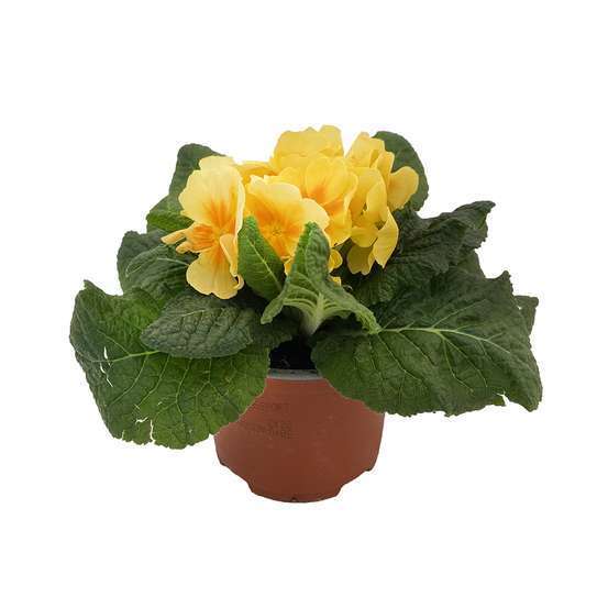 Primevère : pot Ø 11 cm